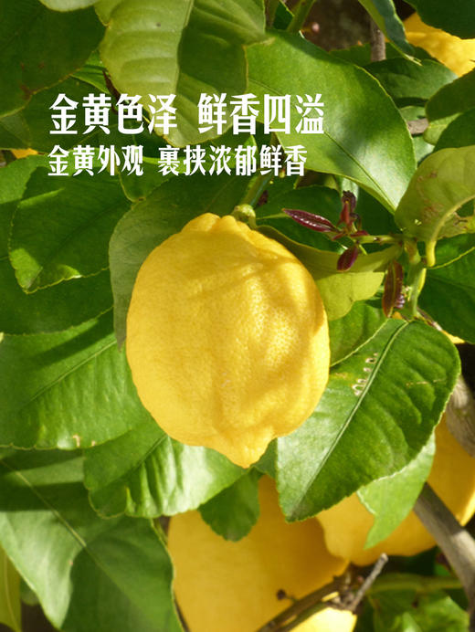 MM 山姆 Jumbo大颗黄柠檬 1.36kg 商品图4