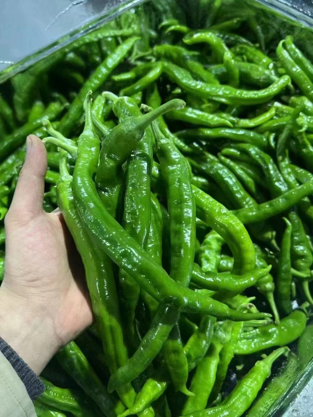 专做辣椒炒肉的辣椒，1斤