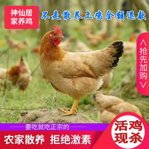 正宗仙居散养三黄鸡，山林散养，五谷为食，无害加工，活鸡现杀加工 商品图4