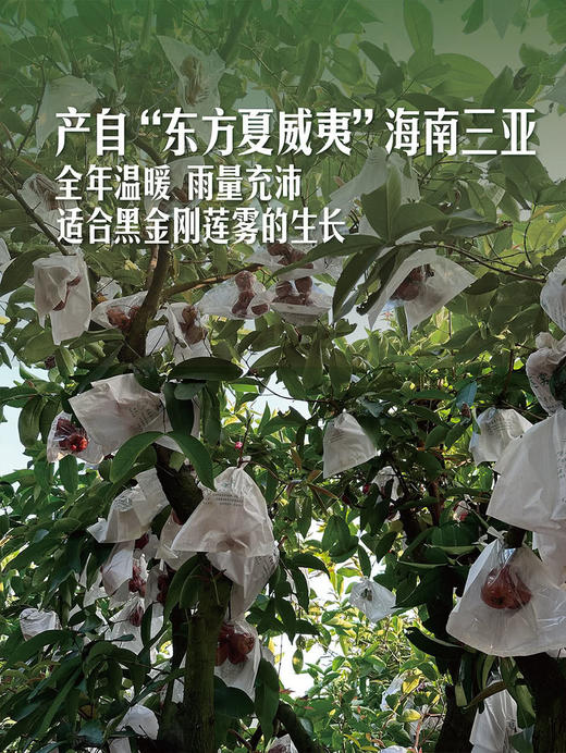 MM 山姆 黑金刚莲雾 1kg 商品图5