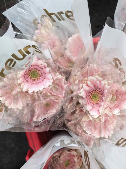 精品花材华沙非洲菊10支 商品图2