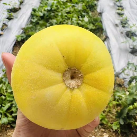沂蒙山头茬甜瓜星甜小蜜蜂瓜清脆可口 清爽多汁 商品图4