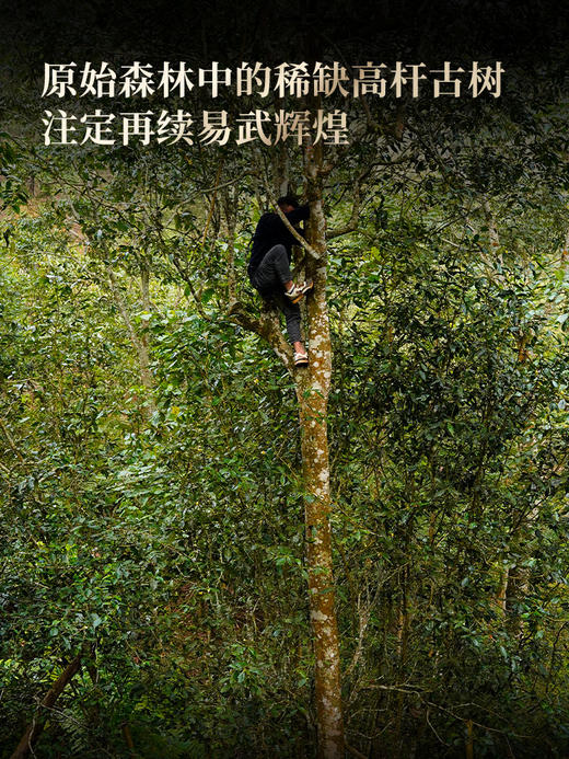 4月2日中午12点【易武马鞍山高杆】2026年春茶预售易武马鞍山七仙女古树高杆中的三棵大高杆 廿泡犹响薄荷塘——未矮化之躯证茶气本原357克/饼 商品图2