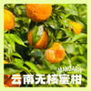 【云南花香无核蜜柑】春日甜蜜暴击爆汁花香蜜柑，一口咬出阳光的味道🌞 商品缩略图3