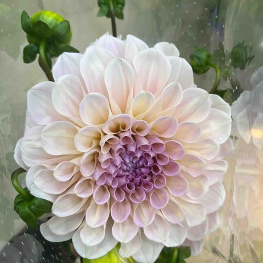 配花-大丽花-浅粉紫心5支 商品图0