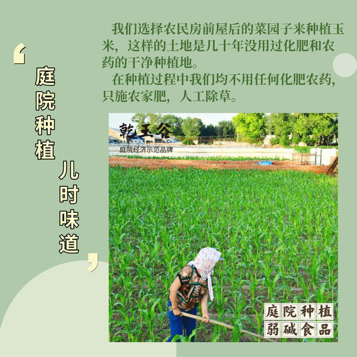 【优质粗粮】乾玉谷非转基因玉米礼盒装JL 商品图1