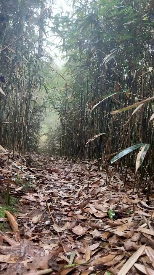 4月3日中午12点【金竹林】2026年春茶预售弯弓金竹林・普洱生茶 易武秘境，柔中藏刚的山野甜韵 献给发烧友的藏品！357g/饼 商品图4