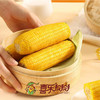 【新玉米上市】-鲜食玉米甜糯款 红色礼箱 200g*12棒JL 商品缩略图2