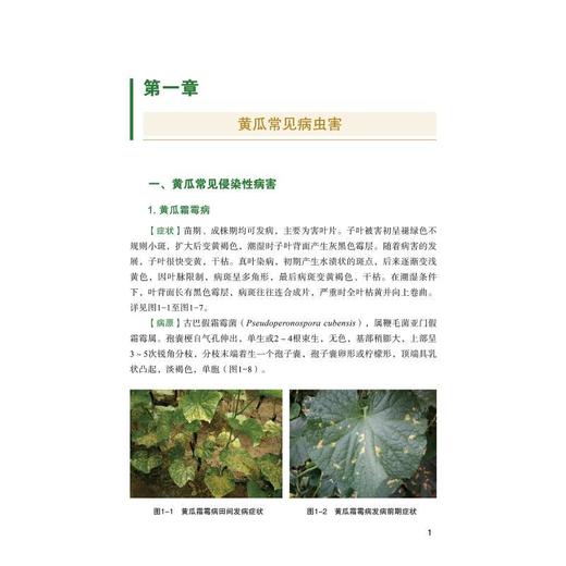 内蒙古冷凉蔬菜常见病虫害鉴别与防治 商品图2