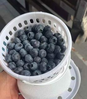 周三取货：【寻味蓝莓18+】一桶400克左右，甜蜜无酸！果粉超足，蓝莓香味超浓！