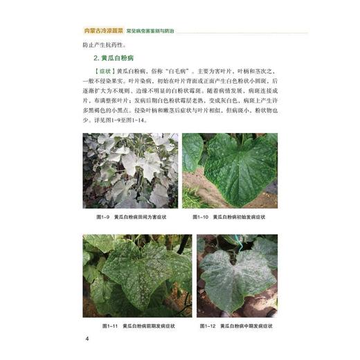 内蒙古冷凉蔬菜常见病虫害鉴别与防治 商品图1