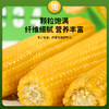 【3h极速锁鲜】非转基因鲜食黄糯玉米10穂/箱JL 商品缩略图2