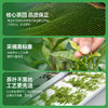 热卖中！！【 四标一码一监制认证 非遗大师监制 】2026新茶 白帝明前安吉白茶 商品缩略图9