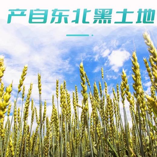 【高校专属&全场满99包邮】健亿荞麦面条300g*10袋JL 商品图2