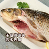 MM 山姆 千岛湖三去鲫鱼4条 1kg 商品缩略图3