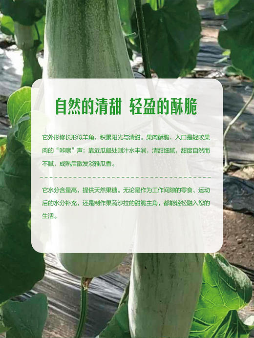 MM 山姆 翡玉脆瓜 3kg 商品图4