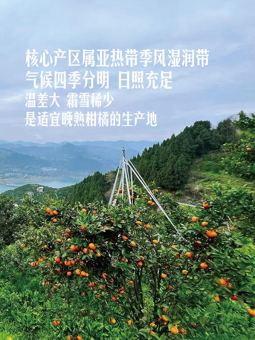 MM 山姆 探戈橘 3kg 商品图6