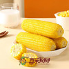 【新玉米上市】-鲜食玉米甜糯款 红色礼箱 200g*12棒JL 商品缩略图4
