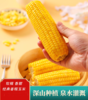 【黄金口感】吉林黄糯鲜食玉米 家庭装 400g/袋*5（到手10棒）JL 商品缩略图3