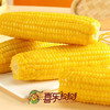 【新玉米上市】-鲜食玉米甜糯款 红色礼箱 200g*12棒JL 商品缩略图3