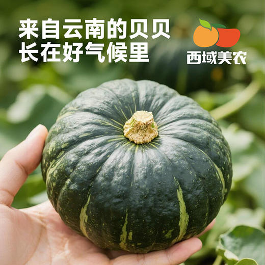 【水瓜包赔！】贝贝南瓜 带着板栗香，干面粉，甜度也很不错，今年的南瓜很给力！ 商品图1