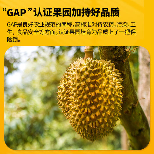 【顺丰/京东冷链发货】泰国老树泰国自有果园工厂泰国A级金枕榴莲果肉 商品图4