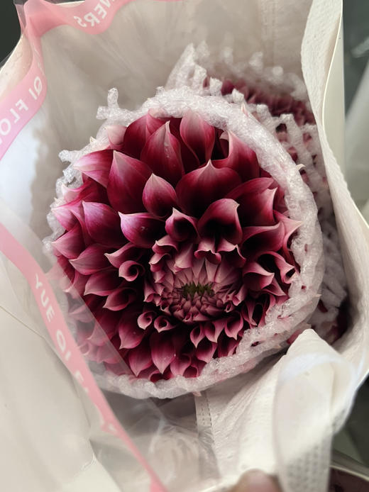 国产花材-【大丽花】爱丁堡 商品图1