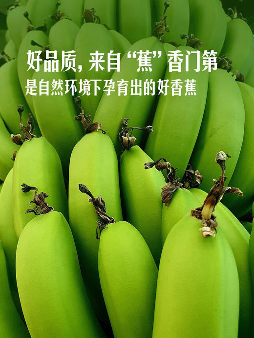 MM 山姆 有机香蕉 1.2kg 商品图5