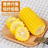 【*自家菜地无化肥】东北绿色种植弱碱甜糯玉米220g*10棒JL 商品缩略图6