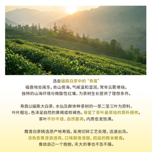 【新品上市】CHALI糯香白茶7包袋装14g 「⭐️假日酒店同款」 商品图1