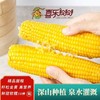 喜乐掰掰黄糯玉米10根/箱JL 商品缩略图2