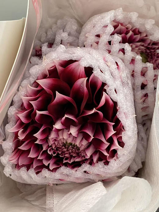 国产花材-【大丽花】爱丁堡 商品图3