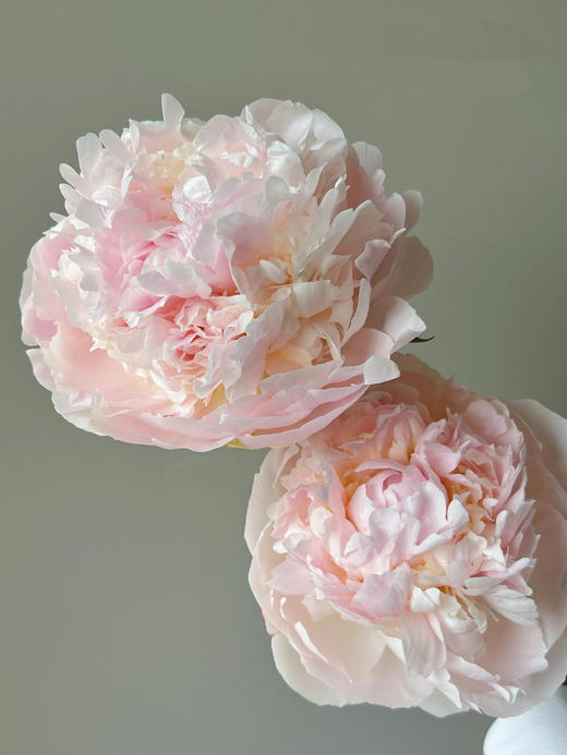 【预售！4.20起陆续发出】弗洛伦萨 【人间四月天，芍药铺庭前】简小姐精选2026新品 三色芍药 2件顺丰包邮 商品图3