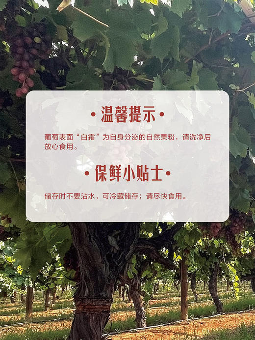 MM 山姆 进口无籽红提 1.36kg 商品图7