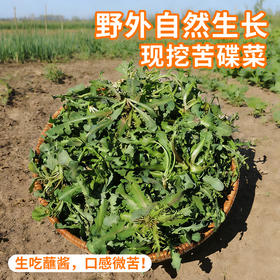 【密云】苦碟子 300g 野外自然生长  曲曲菜曲麻菜 苦麻菜 苦碟菜净菜不用择