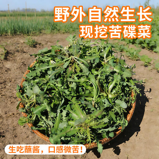 【密云】苦碟子 300g 野外自然生长  曲曲菜曲麻菜 苦麻菜 苦碟菜净菜不用择 商品图0