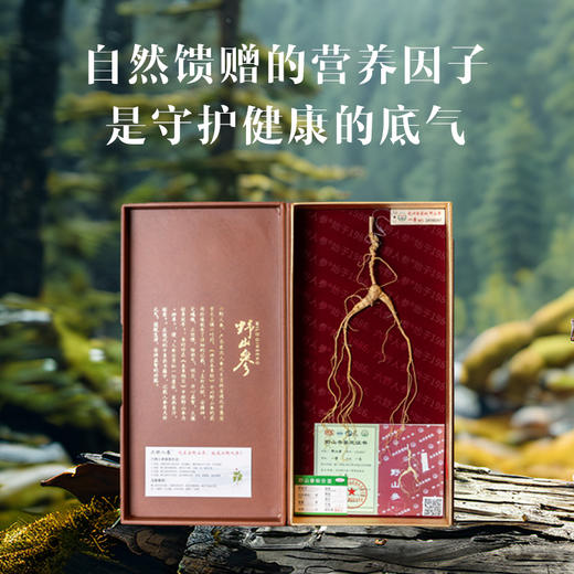 【收藏级野山参 整支原装】杭检一等野山参整支配证书JL 商品图2