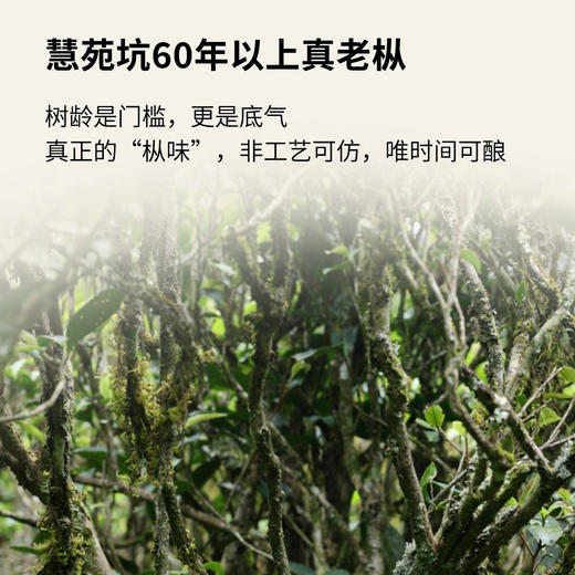 【窠岩氏】05慧苑坑老枞水仙80g 商品图5