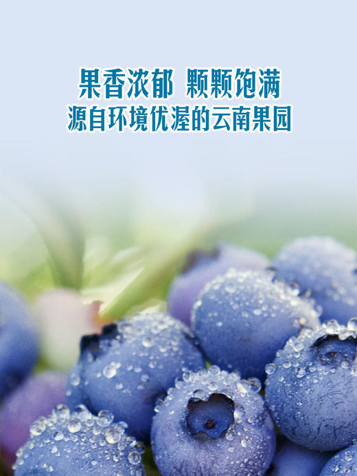 MM 山姆 怡颗梅 云南超大蓝莓 750g 商品图4