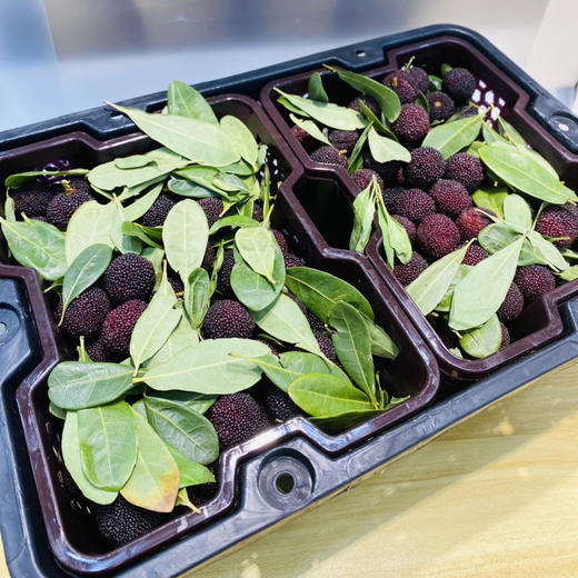 云南早早杨梅（二级） 商品图2