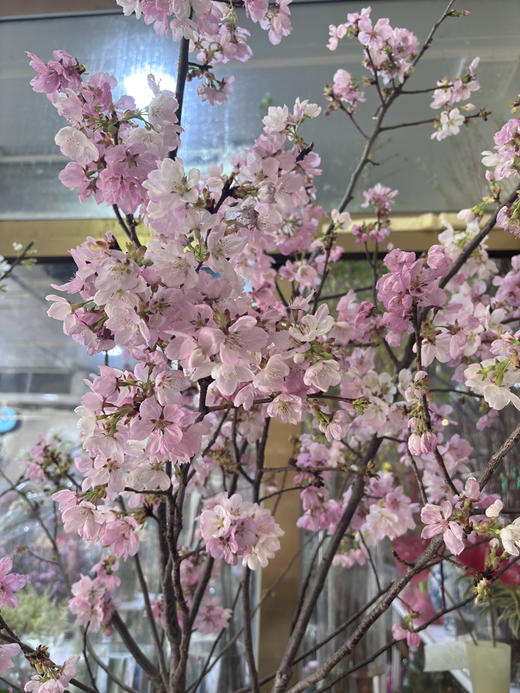 【向你微笑】国产樱花  粉色  约2-3枝/扎 商品图1