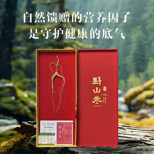 【孝心臻选整支野山参】长白山特级二等野山参带证书JL 商品图2