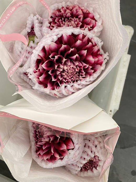 国产花材-【大丽花】爱丁堡 商品图2