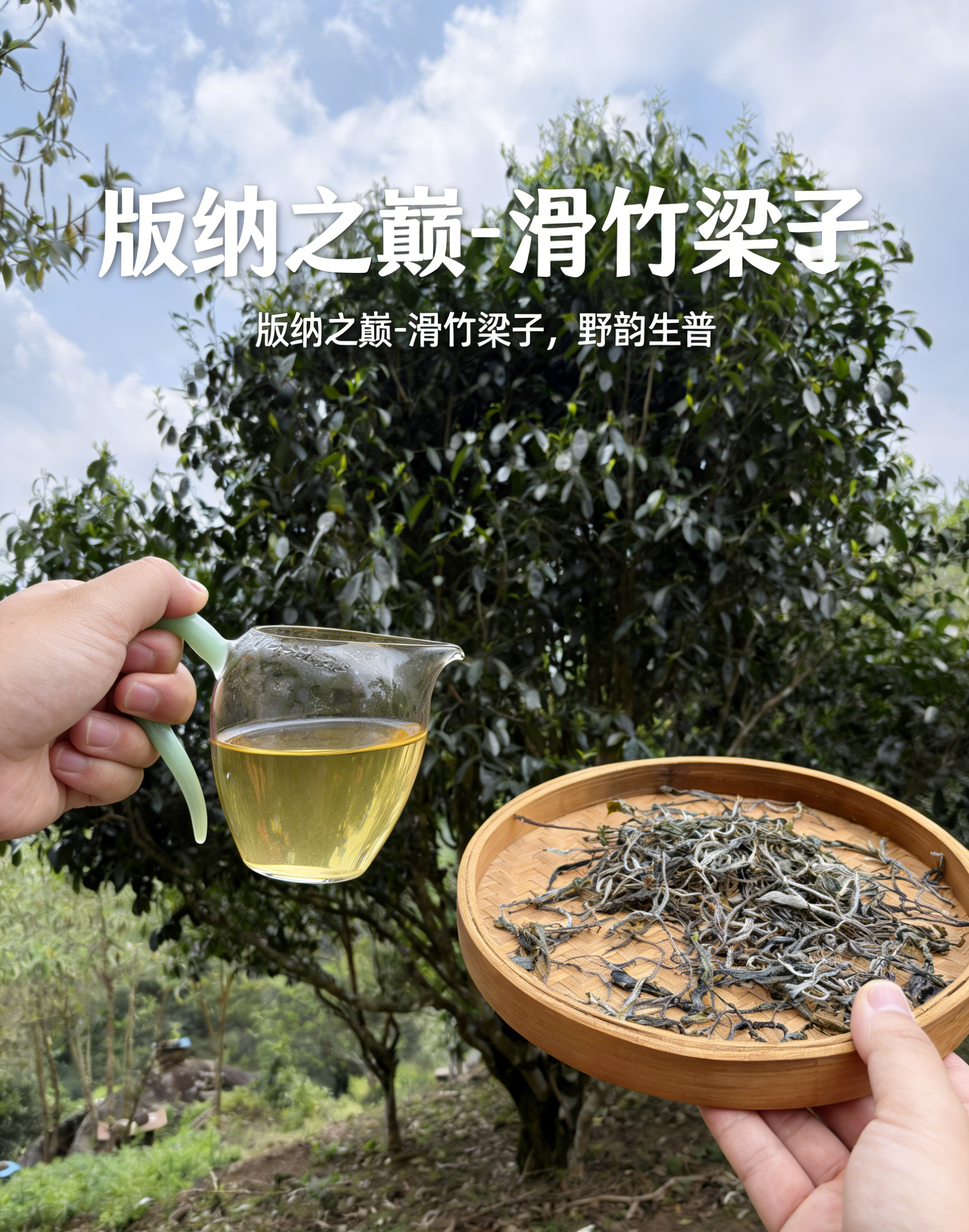 【原产地寻茶】版纳之巅 高海拔 滑竹梁子 兰香韵古树生茶200克 1500克/花蜜韵野生红茶100克 500克