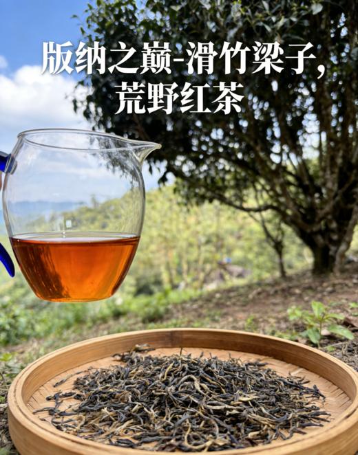 【原产地寻茶】版纳之巅 高海拔 滑竹梁子 兰香韵古树生茶200克 1500克/花蜜韵野生红茶100克 500克 商品图1