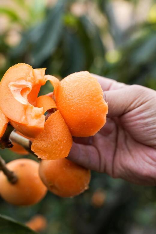 【顺丰包邮】金沙江畔生态大五星枇杷 源自“中国枇杷第一镇”从外形到品质都是顶顶好个大核小肉厚 枇杷香味浓郁 顺丰基地直邮 商品图5