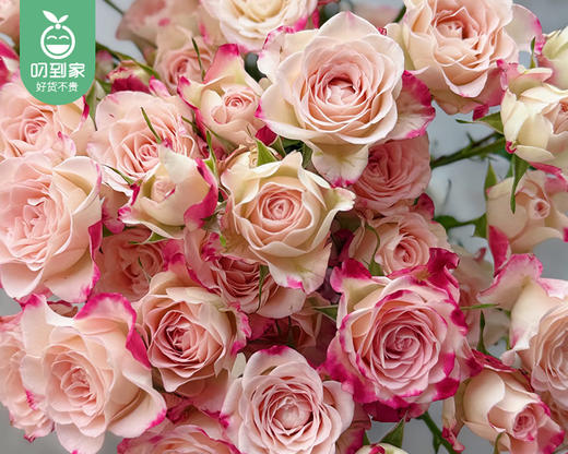 【预售-4月8日配送】「折射甜心」多头玫瑰花束/1扎（10枝，每枝2-3个花头） 商品图2