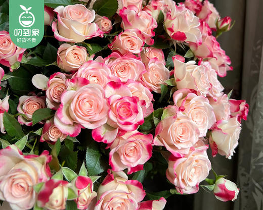 【预售-4月8日配送】「折射甜心」多头玫瑰花束/1扎（10枝，每枝2-3个花头） 商品图5