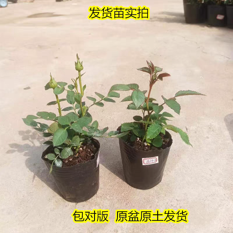 淘牧月季红丝绒5支 10-25cm月季花苗开花红玫瑰花室内阳台盆栽四季好养花卉绿植树苗