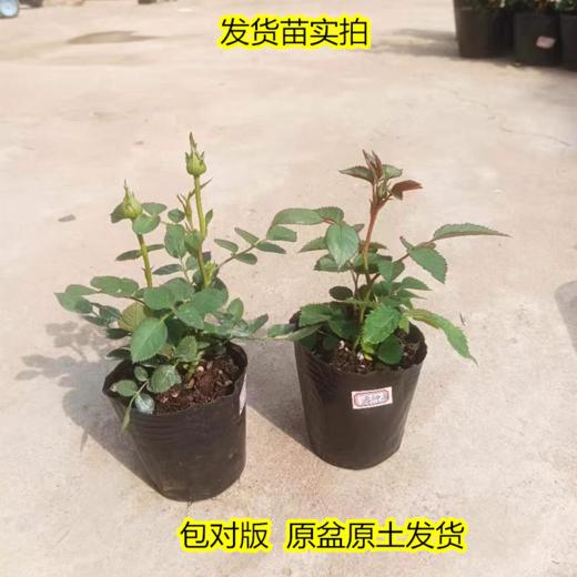 淘牧月季红丝绒5支 10-25cm月季花苗开花红玫瑰花室内阳台盆栽四季好养花卉绿植树苗 商品图0